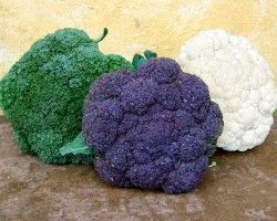 Multicolored cauliflower in green, purple and white.