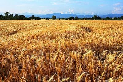 campo di farro