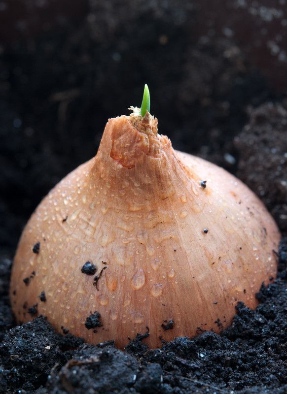Onion in the ground