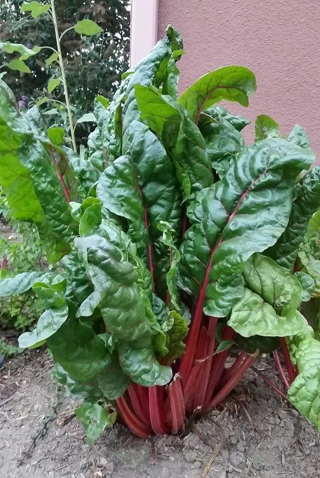 Swiss Chard