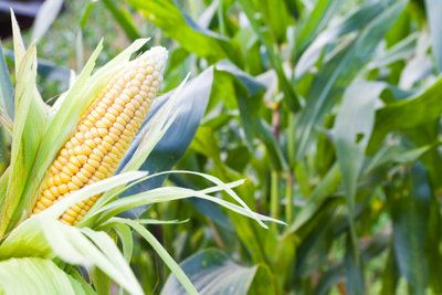 corn growing