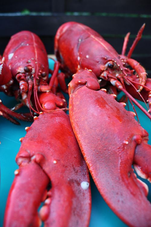 Cooked, bright orange lobster.