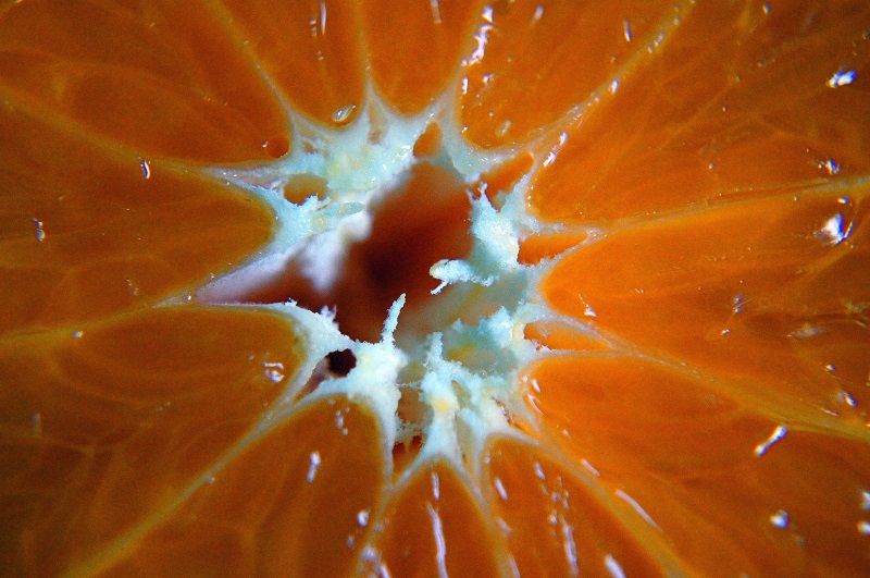 close up photo of an orange